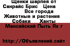 Щенки шарпея от Санрайс Брис › Цена ­ 30 000 - Все города Животные и растения » Собаки   . Ханты-Мансийский,Пыть-Ях г.